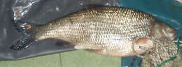 Image of Danube Roach