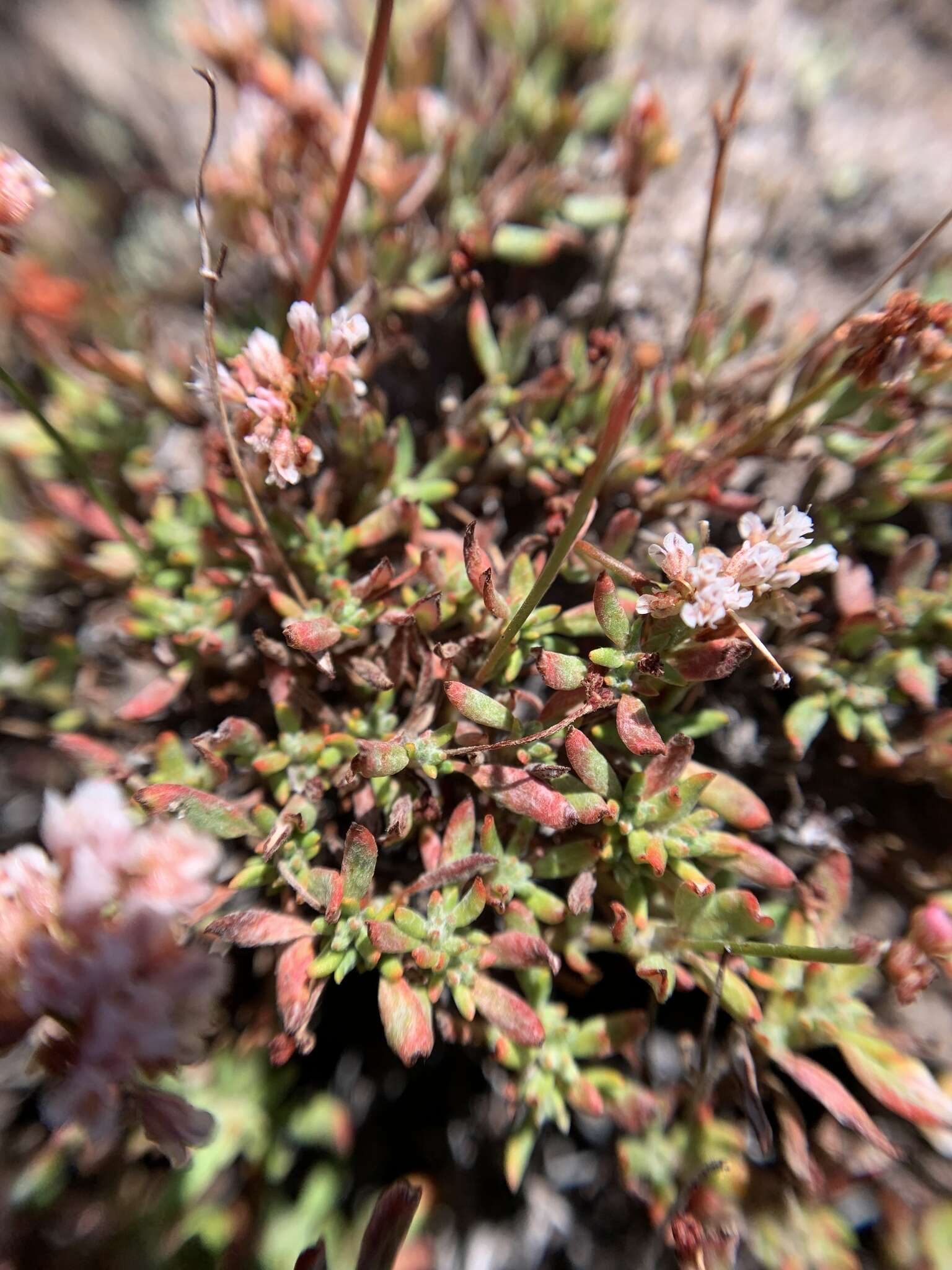 Image of Eriogonum microtheca var. alpinum Reveal