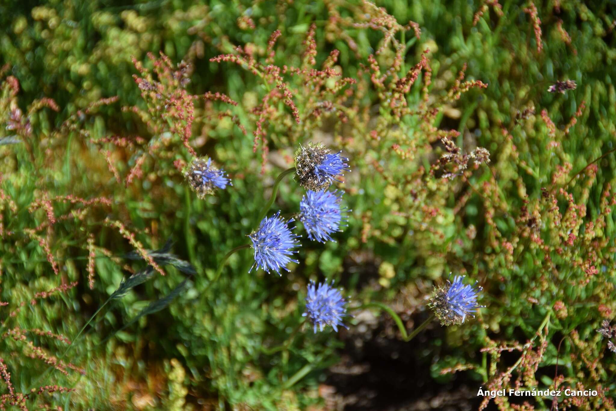 Jasione laevis subsp. carpetana (Boiss. & Reut.) Rivas Mart.的圖片