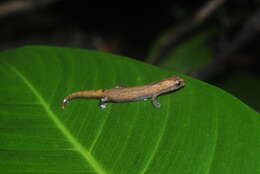 Image of Bolitoglossa nympha Campbell, Smith, Streicher, Acevedo & Brodie 2010