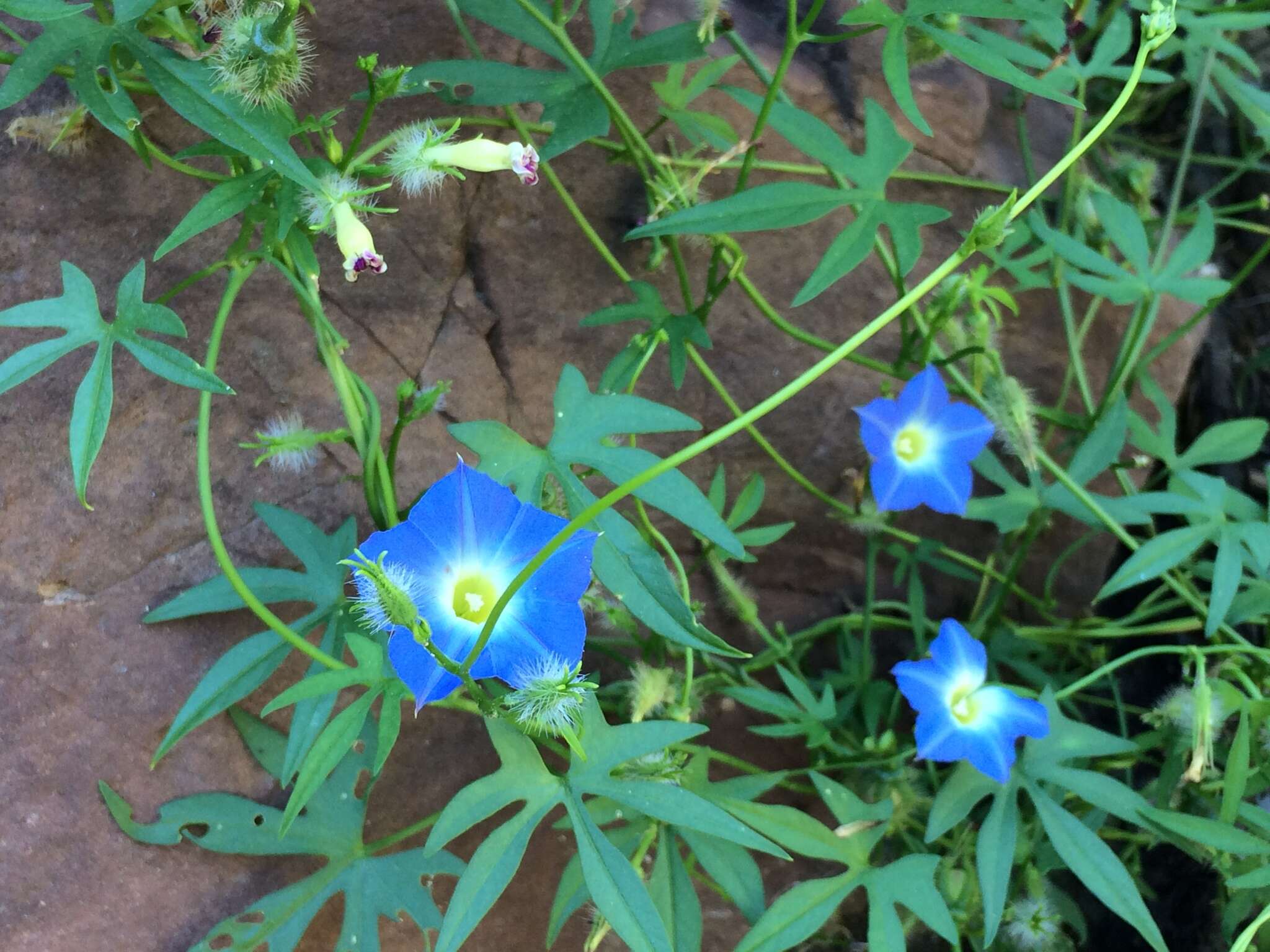 Image de Ipomoea barbatisepala A. Gray