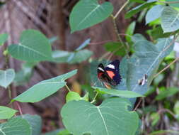 Image of Cethosia cydippe Linnaeus 1763