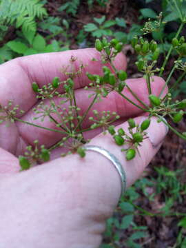 صورة Ligusticum canadense (L.) Britt.