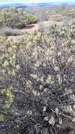 Image of Leucadendron sheilae I. J. M. Williams