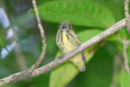 Image of Yellow-breasted Flowerpecker