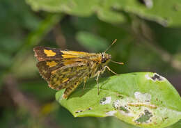 Image of Bush Hopper