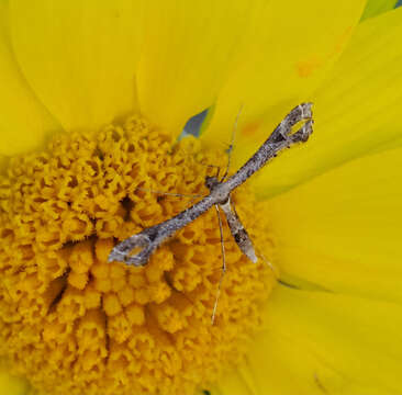 Image of Geranium Plume Moth