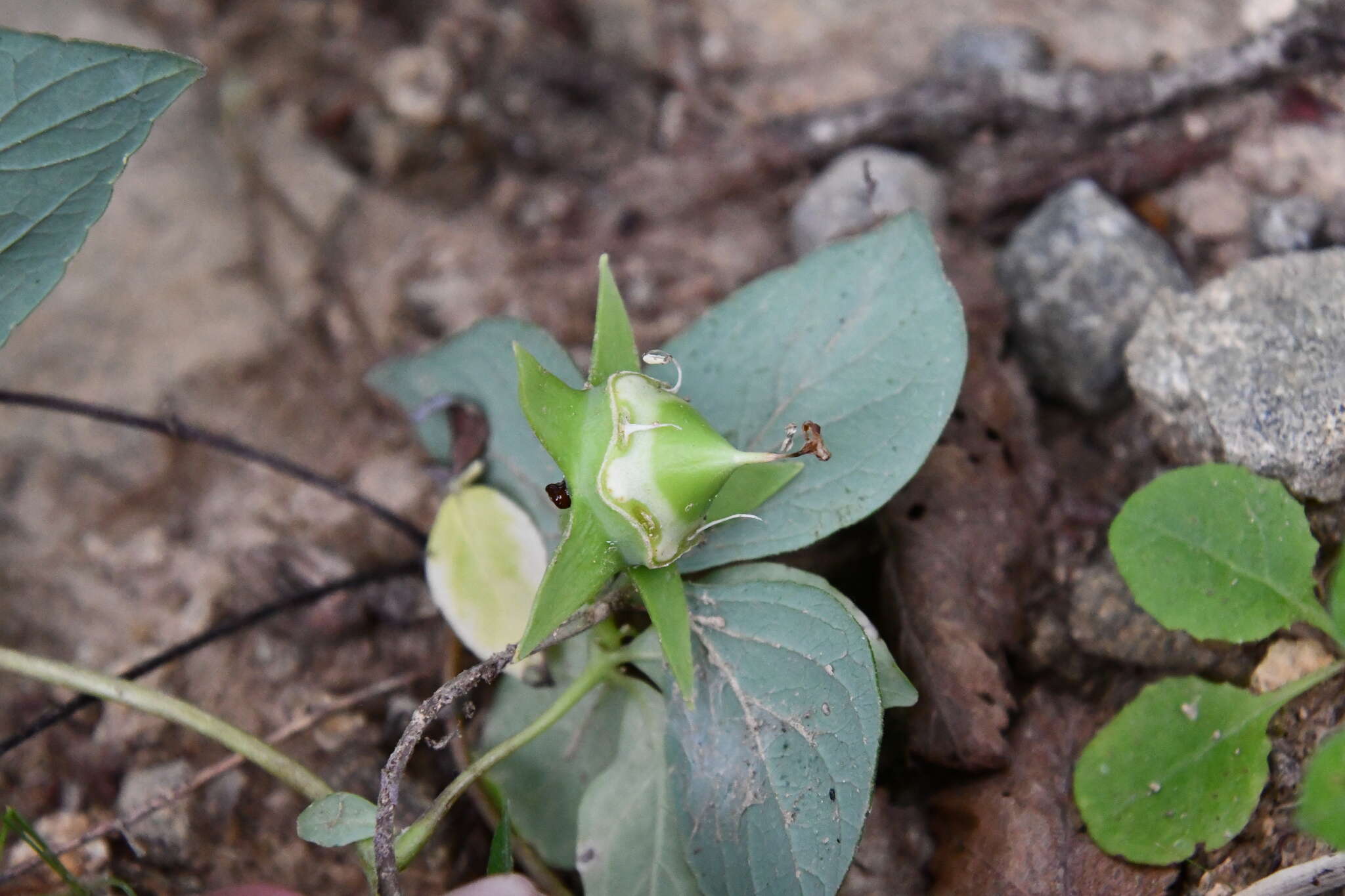 Codonopsis lanceolata (Siebold & Zucc.) Benth. & Hook. fil. ex Trautv. resmi