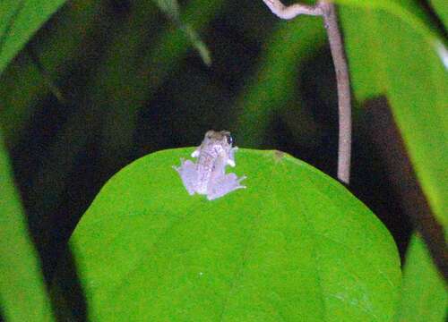 Image of Pseudophilautus mittermeieri (Meegaskumbura & Manamendra-Arachchi 2005)