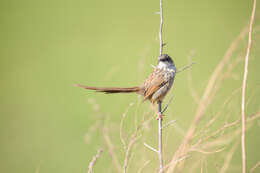 Image of Himalayan Prinia