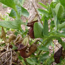 Image of Aristolochia bottae Jaub. & Sp.