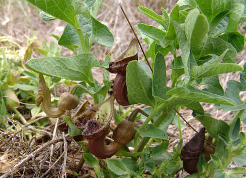 صورة Aristolochia bottae Jaub. & Sp.