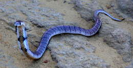 Image of Cape Coral Snake