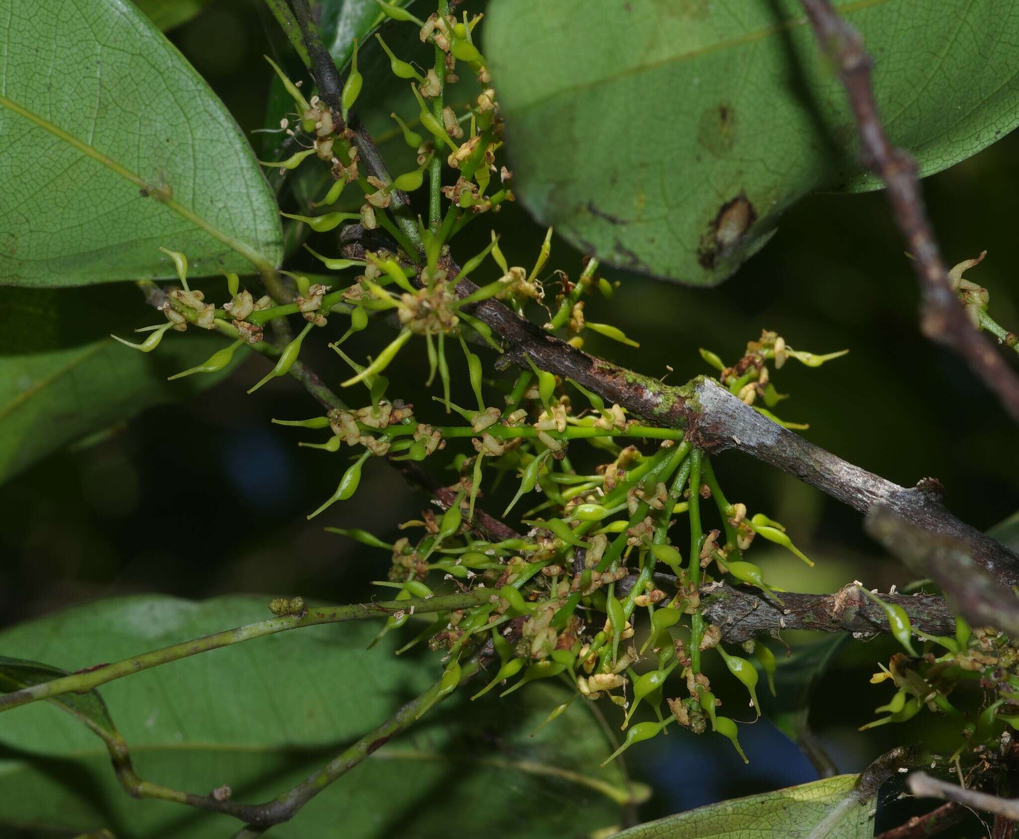 Image of Bocoa prouacensis Aubl.