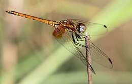 Image of Russet Dropwing