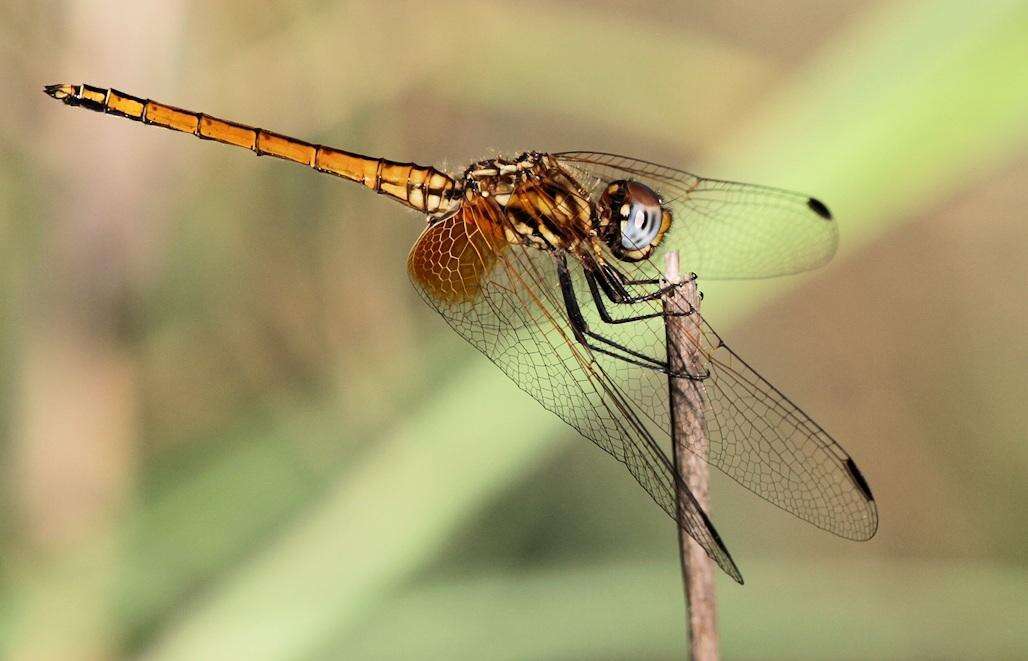 Image of Russet Dropwing