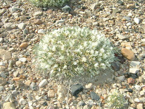 Image of plains milkvetch