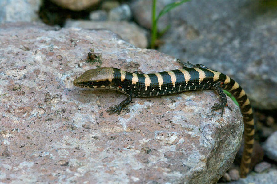 Image of Elgaria kingii nobilis Baird & Girard 1852