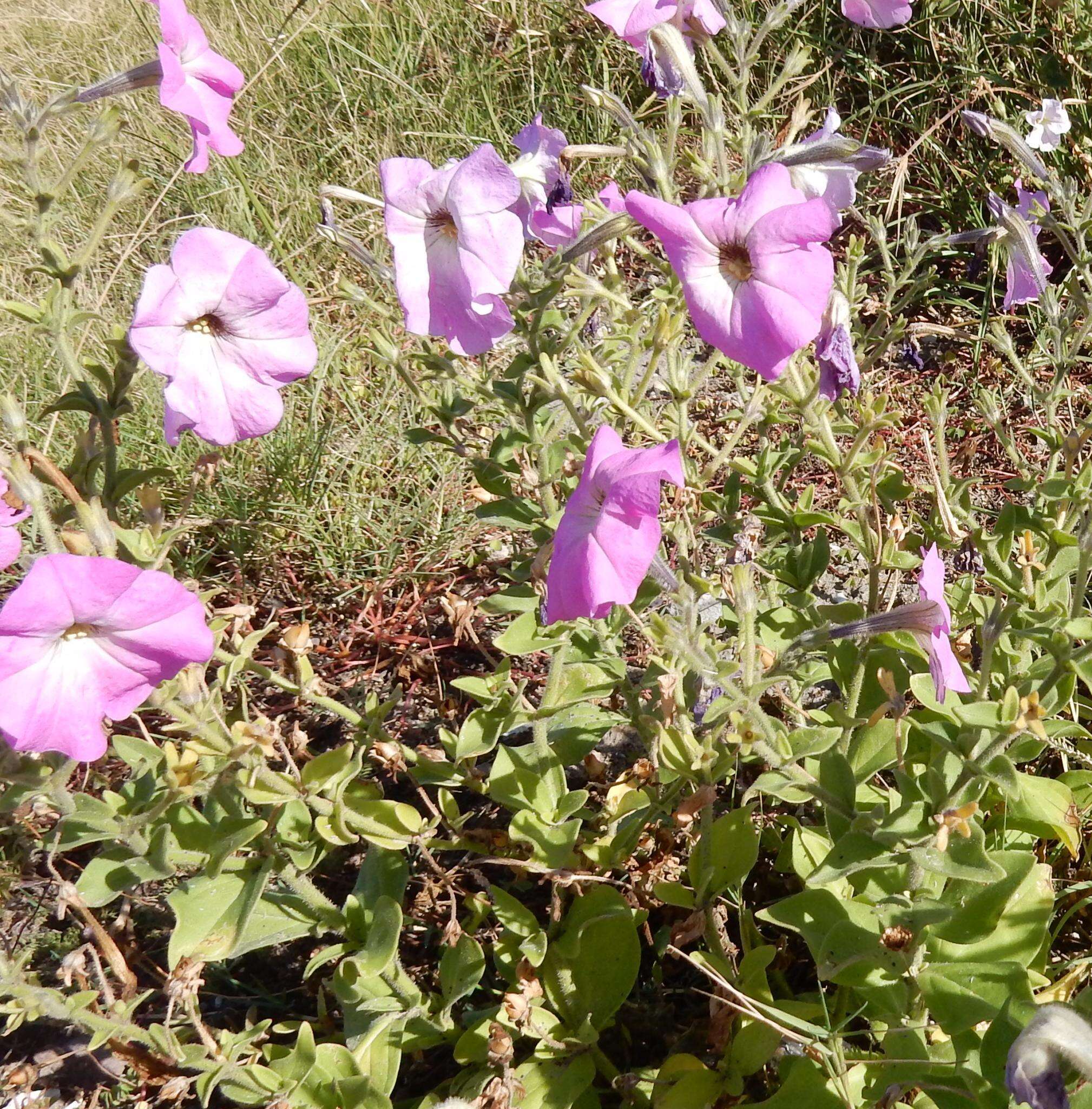 Image of large white petunia