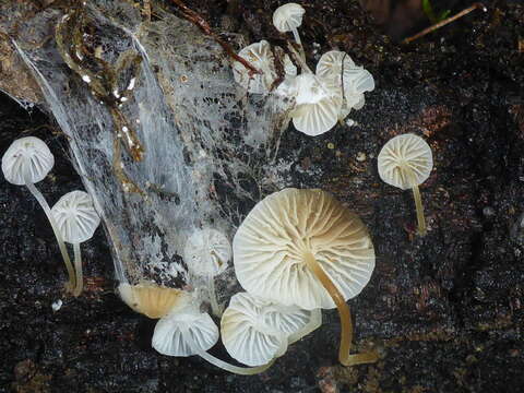 Plancia ëd Marasmiellus candidus (Fr.) Singer 1948