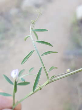 Imagem de Vicia ludoviciana subsp. ludoviciana