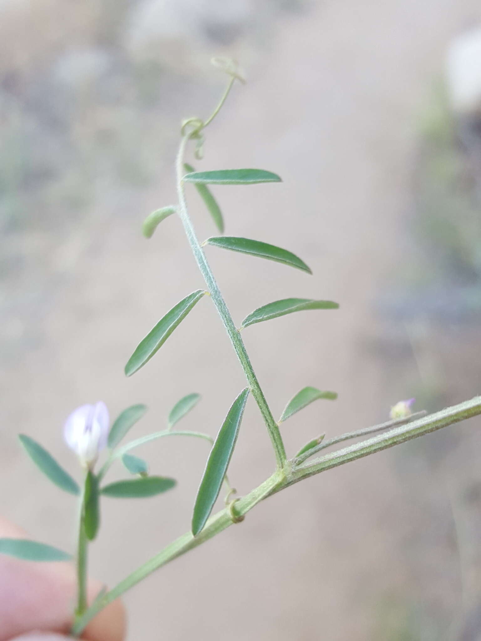 Image of Louisiana vetch