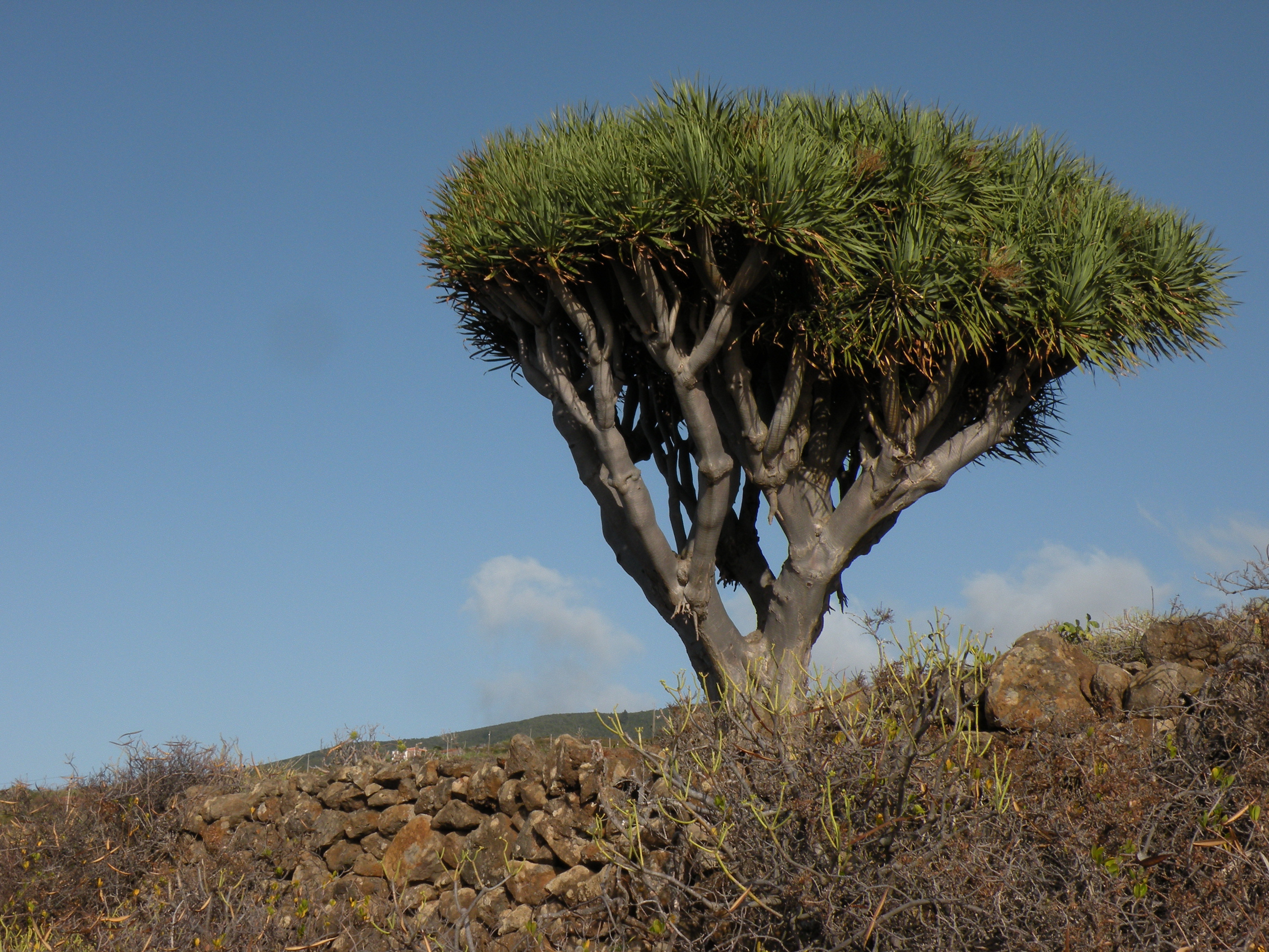 Dracaena draco (rights holder: Luis Mata)