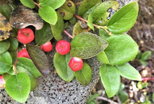 Gaultheria humifusa (R. Grah.) Rydb. resmi