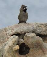 Image of Black-throated Whipbird