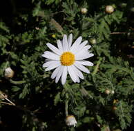 Argyranthemum adauctum subsp. canariense (Sch. Bip.) C. J. Humphries的圖片