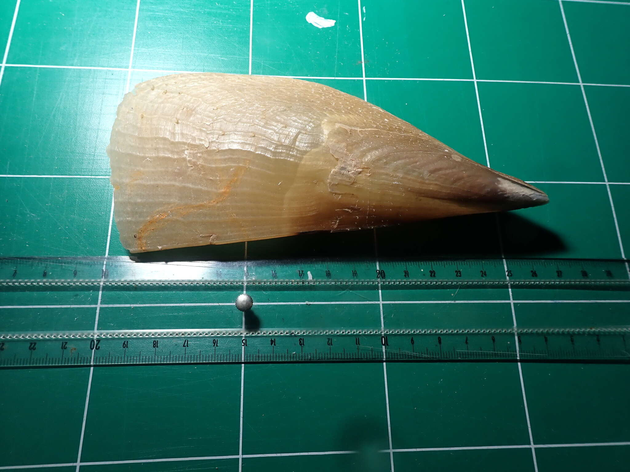 Image of Fan mussel