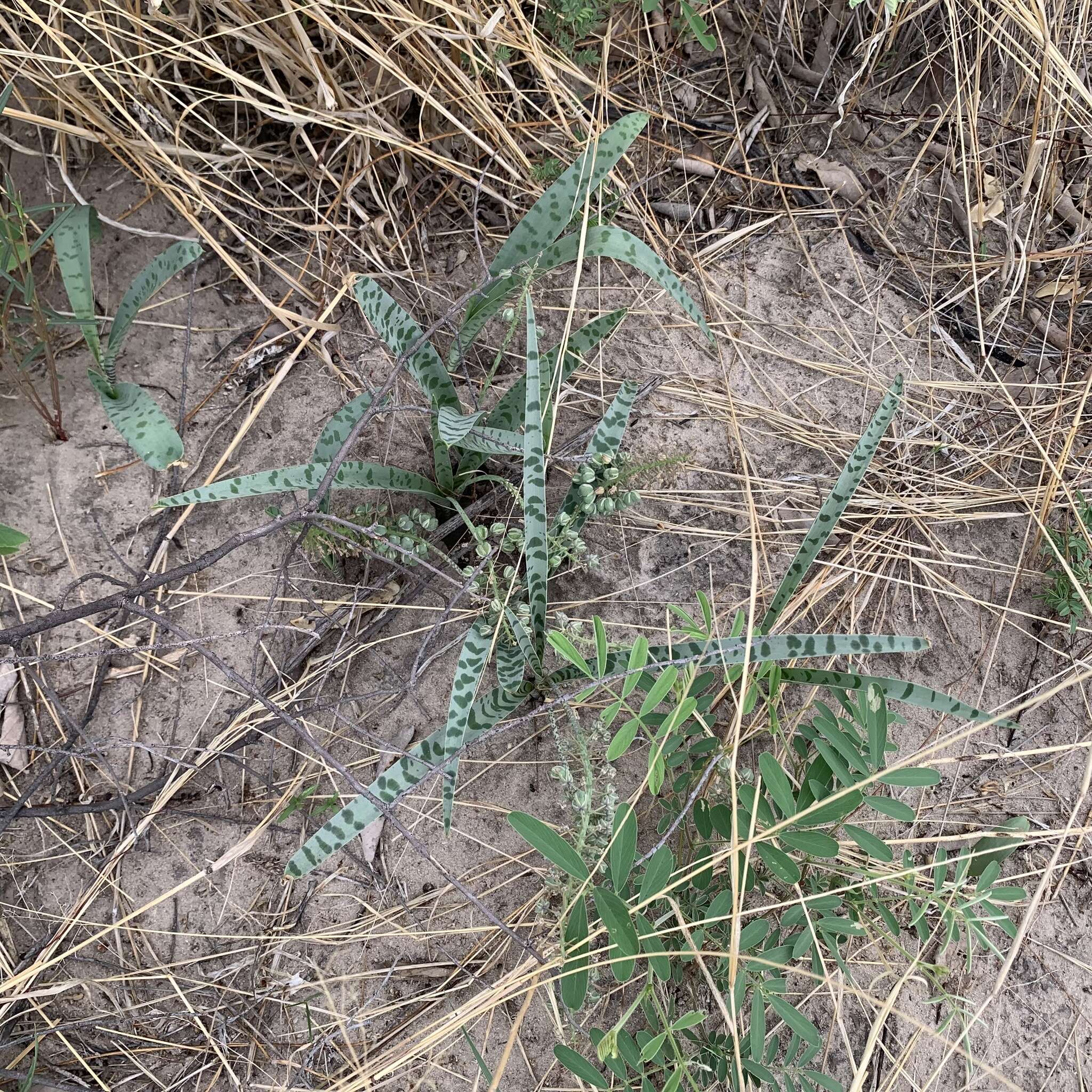 Image of Ledebouria apertiflora (Baker) Jessop