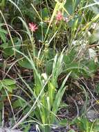 Image of Freesia grandiflora subsp. grandiflora