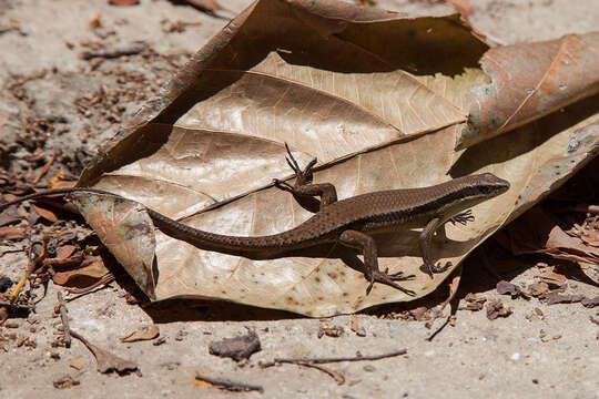 Imagem de Eutropis rudis (Boulenger 1887)