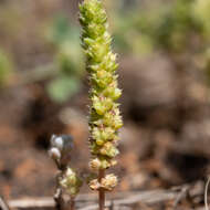 Crassula colorata (Nees) Ostenf. resmi