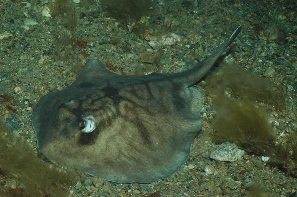 Image of Coastal stingaree