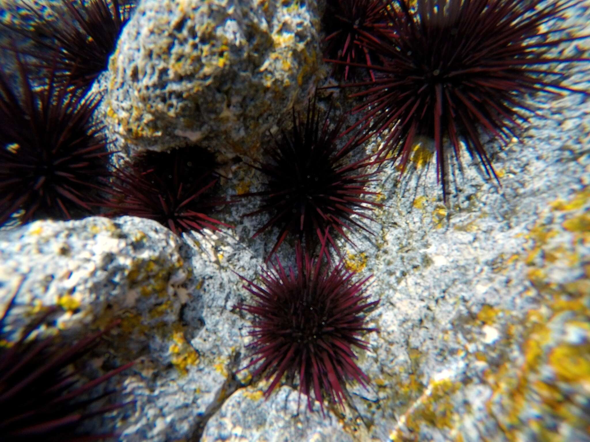 Image of Echinometra insularis H. L. Clark 1912