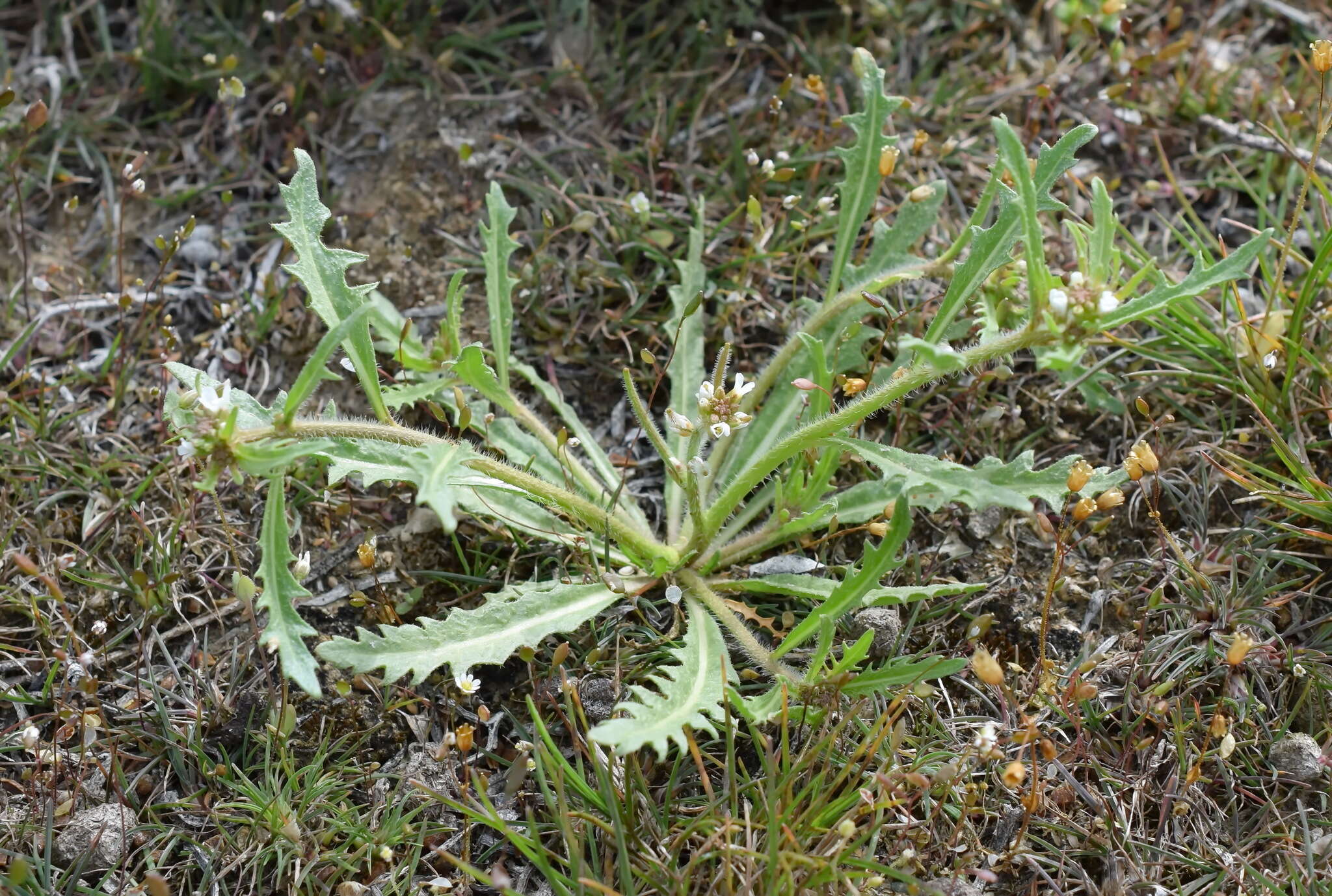 Image of Neotorularia torulosa (Desf.) Hedge & J. Léonard