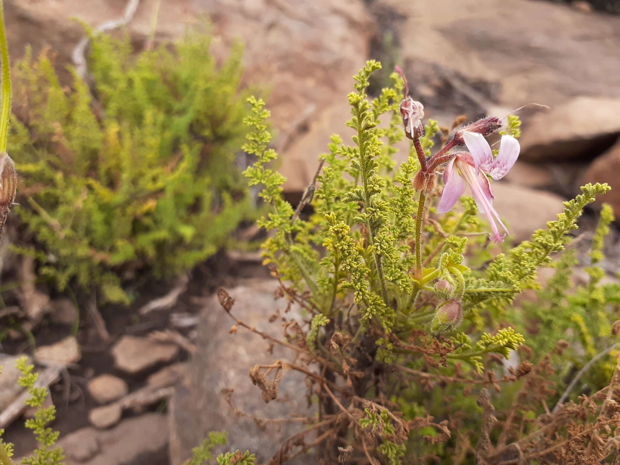 Image of Pelargonium tragacanthoides Burch.