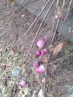 Image of Symphoricarpos × chenaultii Rehder