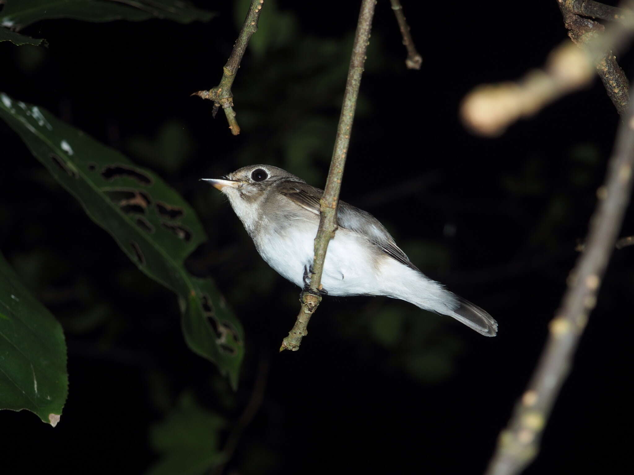 صورة Muscicapa dauurica Pallas 1811