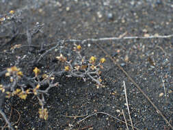 Image of Pimelea prostrata var. alpina Cheesem.