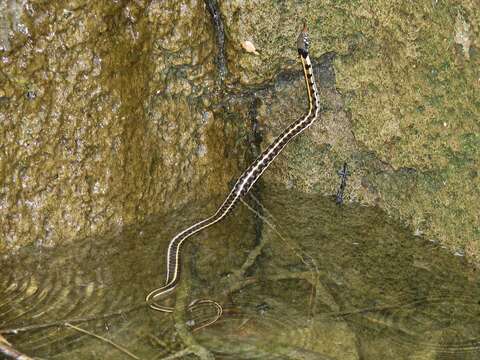 Image of Thamnophis cyrtopsis cyrtopsis (Kennicott 1860)