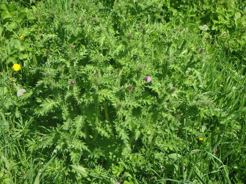 Image of curly plumeless thistle