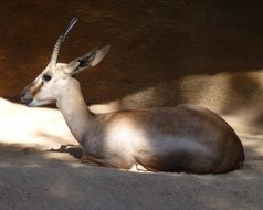Image of Cuvier's Gazelle