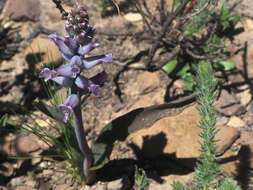 Image of Lachenalia orchioides subsp. parviflora (W. F. Barker) G. D. Duncan