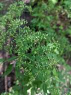 Image of Cicuta maculata var. maculata