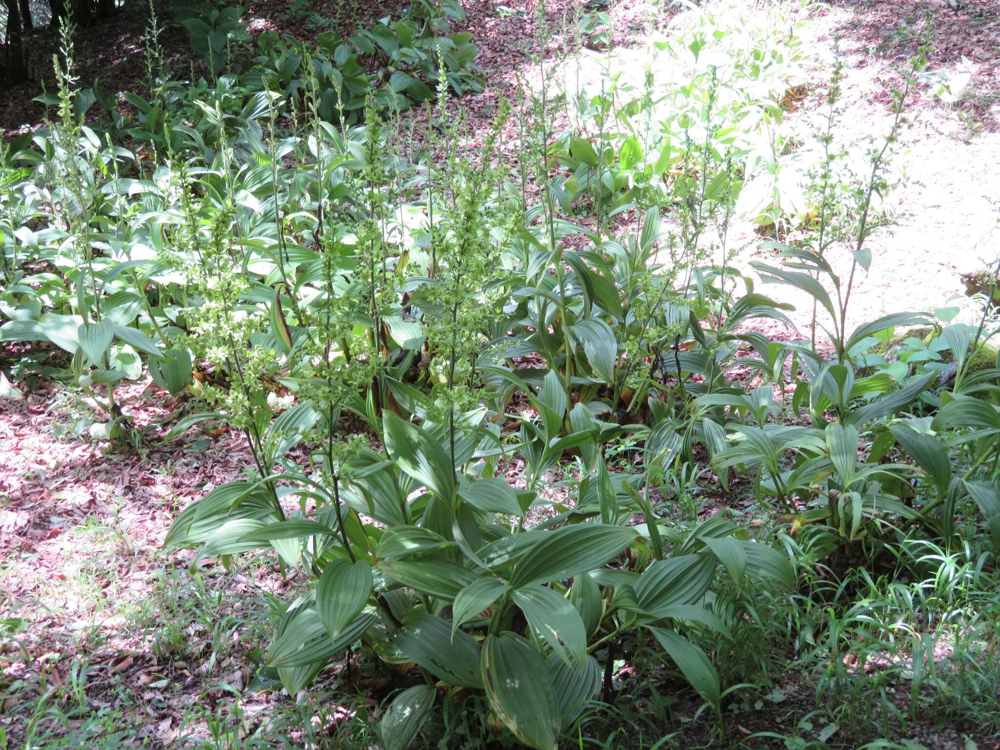 Image of white false hellebore