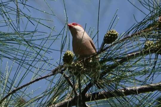 Image of Black-rumped Waxbill