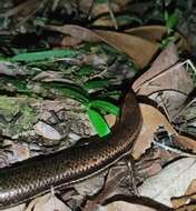 Image of Central American Mabuya